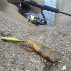 エギング秋シーズン開幕！